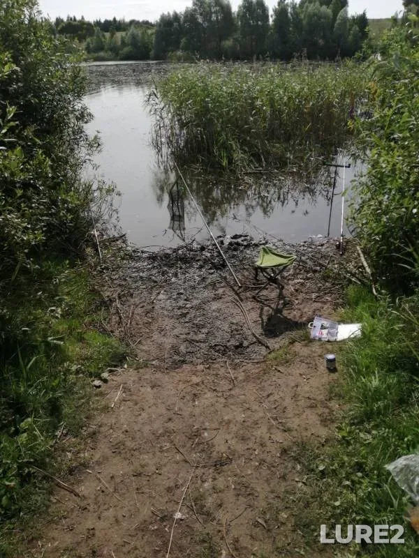 Crucian carp — Bryanskaya oblast, Jul 19, 2019