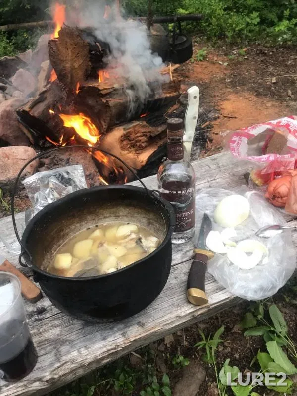 Burbot, Perch — Respublika Kareliya, Prionezhskiy rayon, Jul 17, 2019