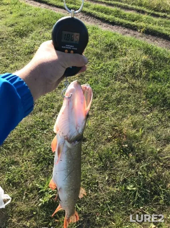 Pike — Ulyanovskaya oblast, Aug 22, 2019
