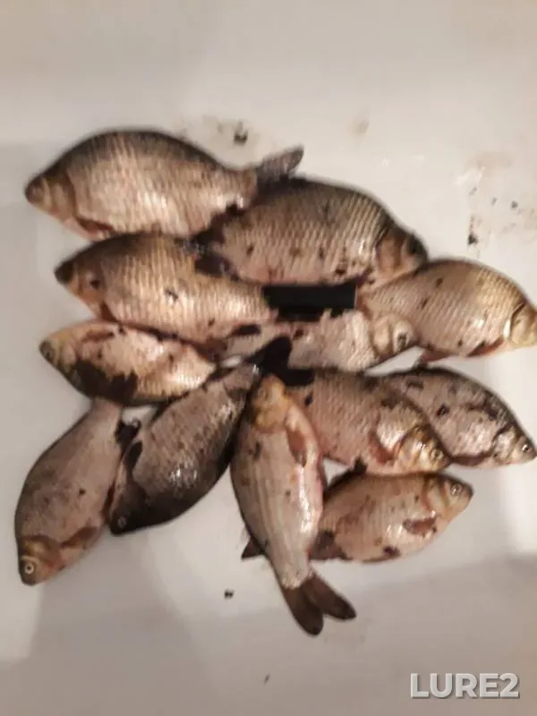 Crucian carp — Volga, May 07, 2018