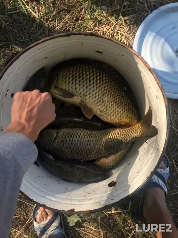 Carp — Don, Aug 18, 2019