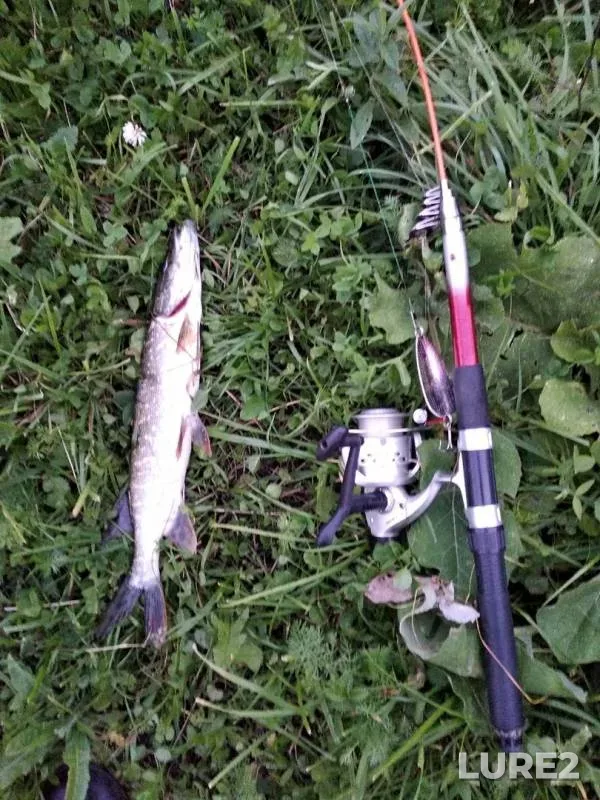 Pike — Tyuy, Aug 18, 2019