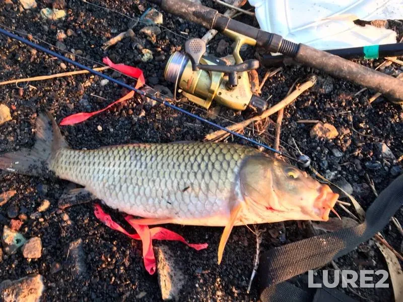 Carp — Dnіpropetrovska oblast, Oct 13, 2019