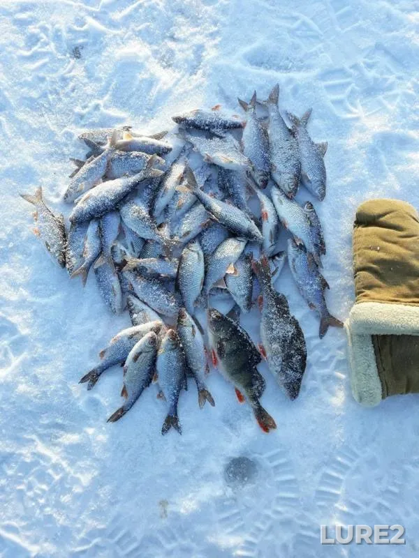 Perch, Roach — Oka, Feb 12, 2018
