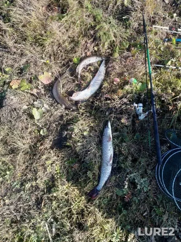 Pike — Yuryuzan, Oct 08, 2019
