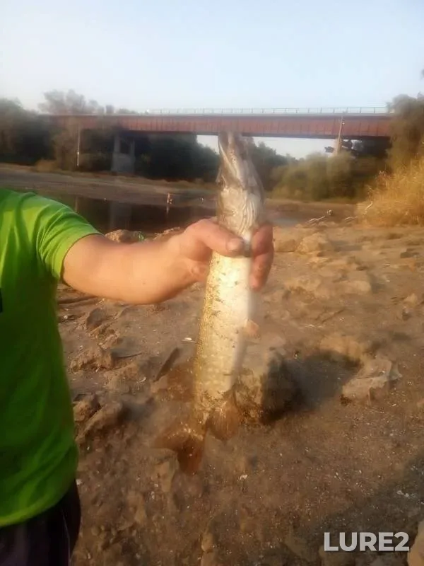 Bream, Pike — Kuban, Oct 08, 2019