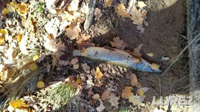 Pike — Nizhegorodskaya oblast, Sosnovskiy munitsipalnyy okrug, Oct 05, 2019
