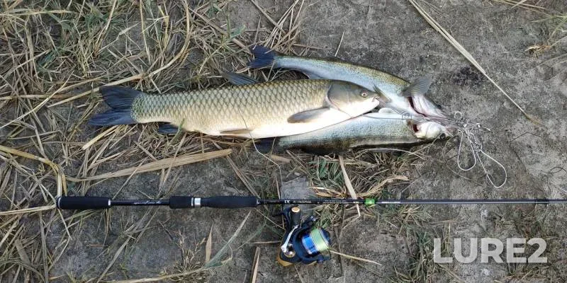 Grass carp, Zander — Yubileynyy, Sep 20, 2019