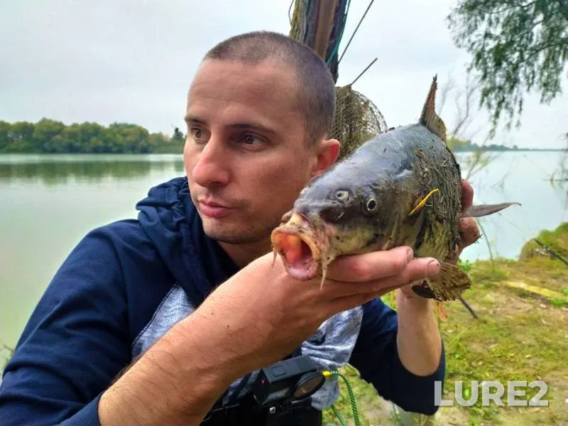 Carp — Bystroye girlo, Oct 21, 2019