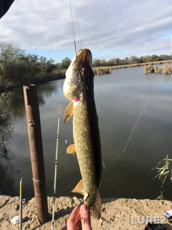 Pike — Ponura, Nov 04, 2019