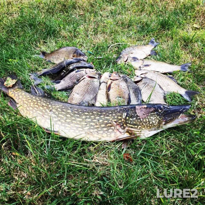 Crucian carp, Pike — Kirpili, Nov 18, 2017