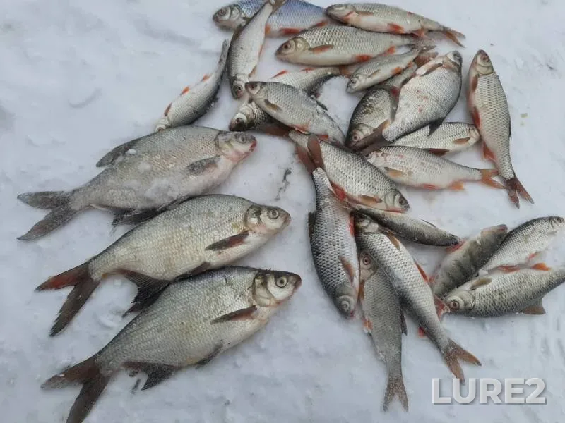 Bream, Perch — Krasnoyarskoye, Nov 29, 2019