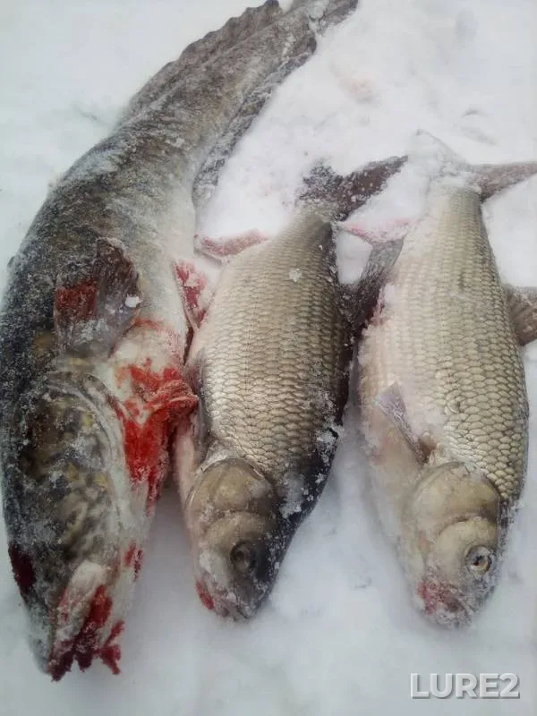 Burbot, Ide — Kama, Nov 29, 2019