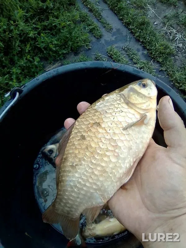 Crucian carp — Voronezhskaya oblast, Apr 18, 2019
