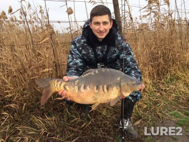 Carp — Krasnodarskiy kray, Feb 05, 2019