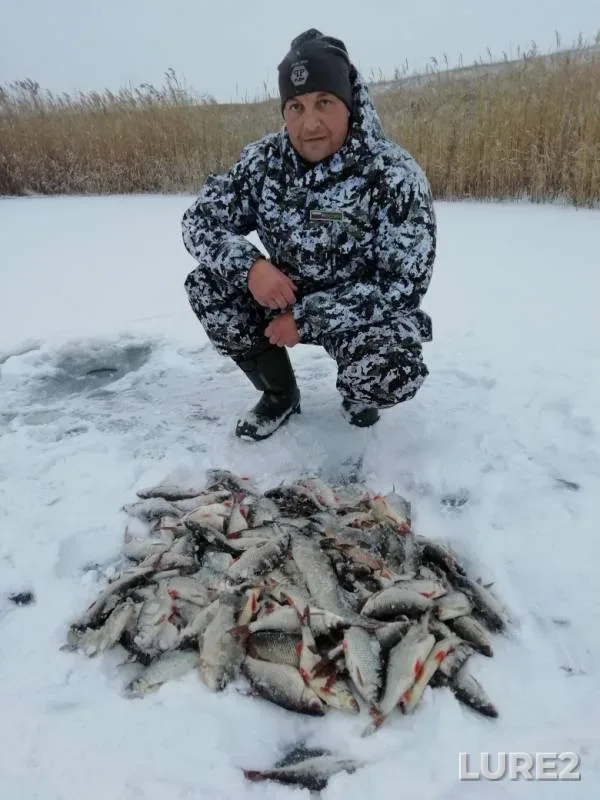 Crucian carp, Roach — Sukhaya Yelan, Nov 29, 2018