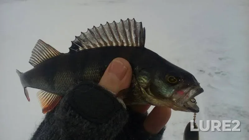 Perch — Leningradskaya oblast, Podporozhskiy rayon, Jan 28, 2017