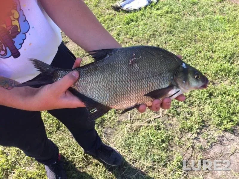 Bream — Voronezh, May 29, 2018