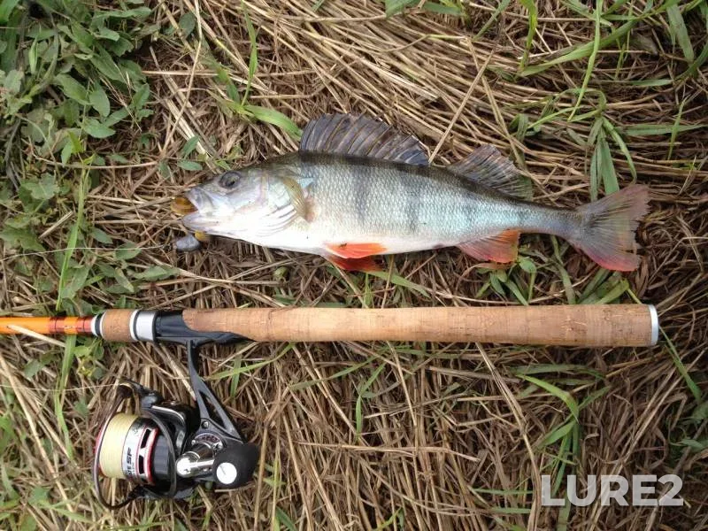 Perch — Moskva, Aug 28, 2017