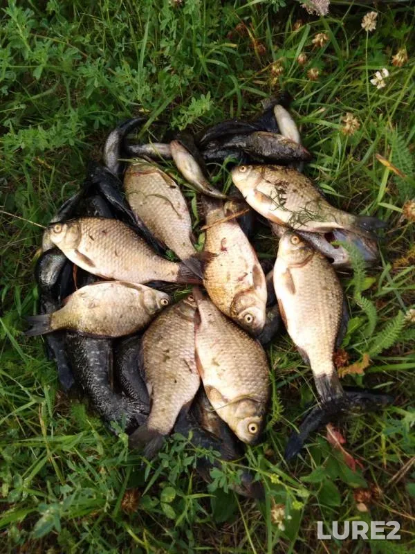 Crucian carp — Ishim, Jul 22, 2019