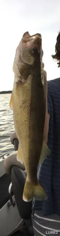 Walleye — Lake Miltona, Jun 23, 2018, 9:34 AM