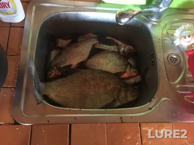 Bream — Volga, Jun 21, 2019
