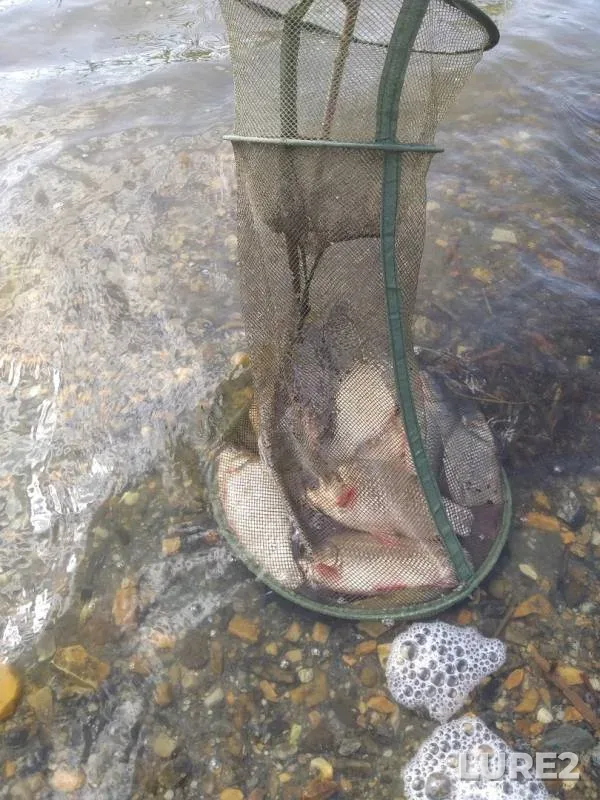 Crucian carp — Karaguz, Jun 22, 2019