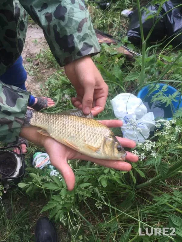 Crucian carp — Bryanskaya oblast, Jun 17, 2019