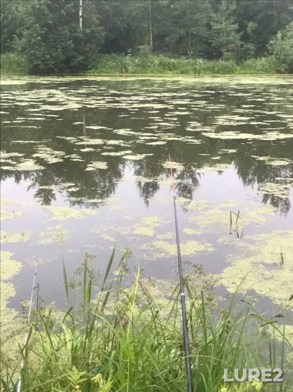 Crucian carp, Perch — Bolshaya Vyazyomka, Jun 15, 2019