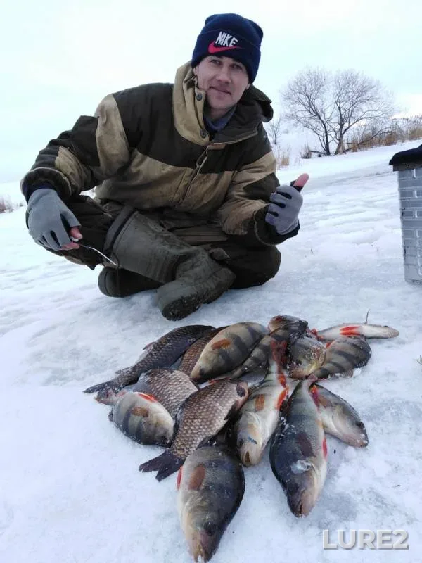 Crucian carp, Perch — Lipetskaya oblast, Nov 28, 2019