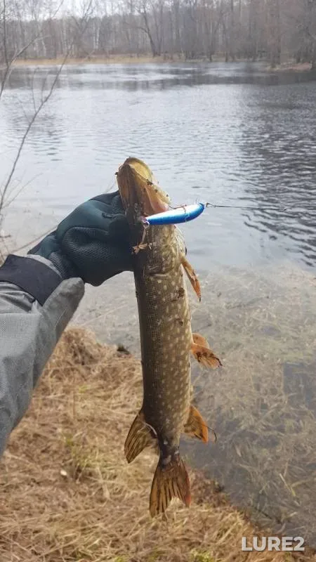 Pike — Visha, Apr 19, 2019