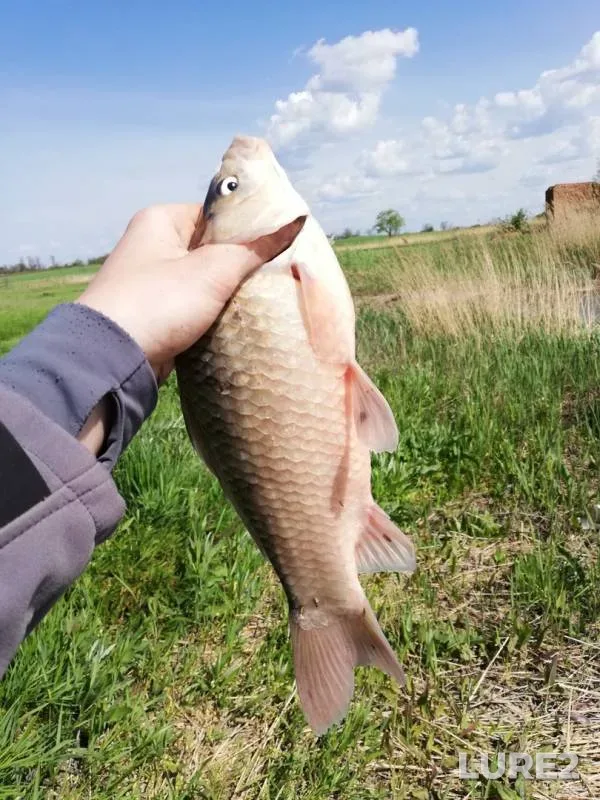Crucian carp — Kagalnik, May 09, 2019