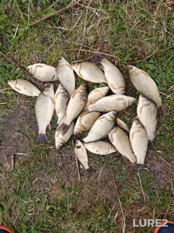 Crucian carp — Moskovskaya oblast, May 10, 2019