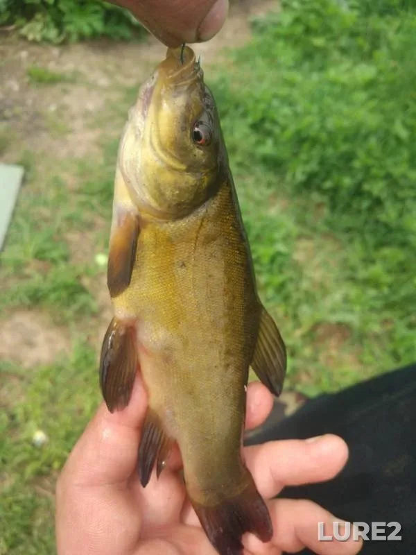 Tench — Spasskiy, May 17, 2019