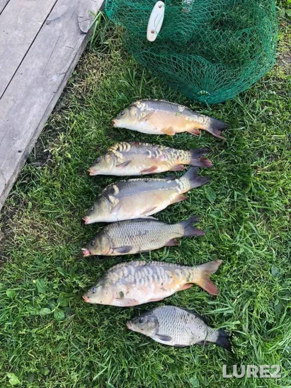 Carp — Klyazma, May 22, 2019