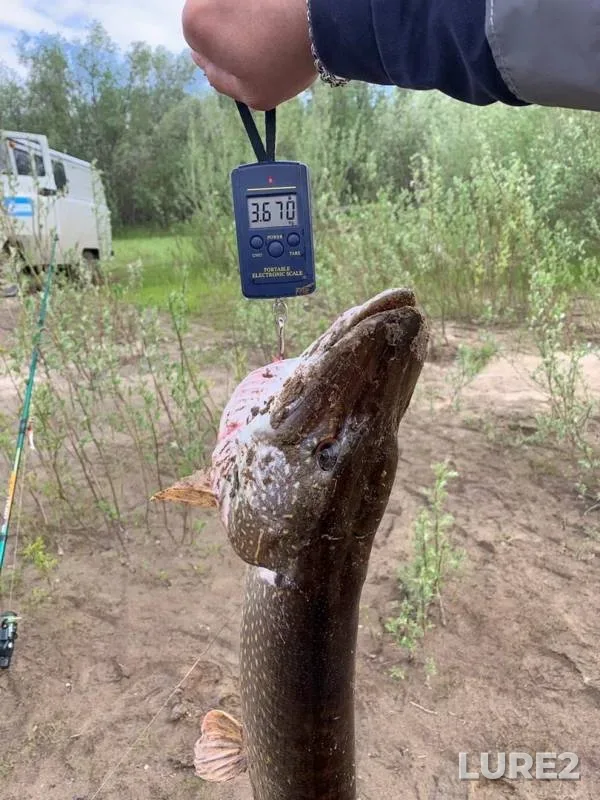Pike — Kheygi-Yakha, Jun 28, 2019