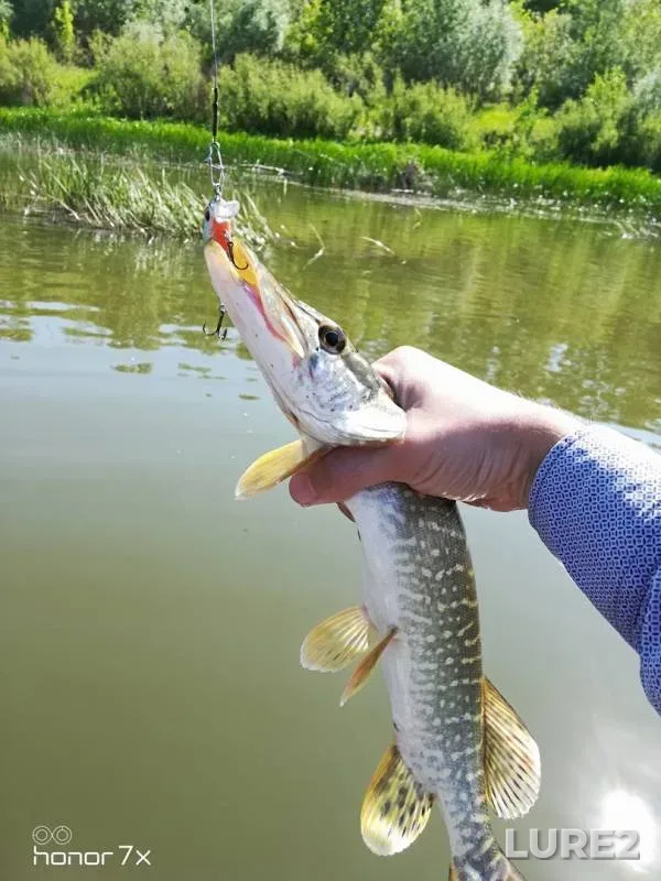 Chub, Pike — Zhayyқ - Ural, Jul 08, 2019