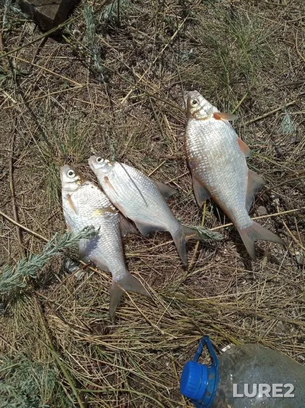 White bream — Olkhovskoye, Jul 21, 2019