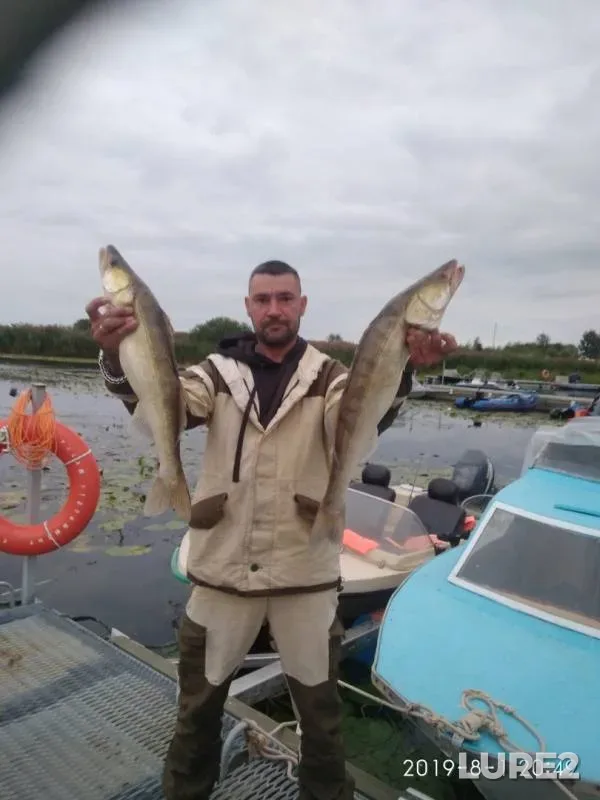 Zander — Leningradskaya oblast, Aug 02, 2019