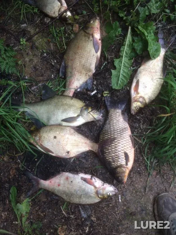 Bream, Crucian carp — Uchinskoye, Aug 05, 2019