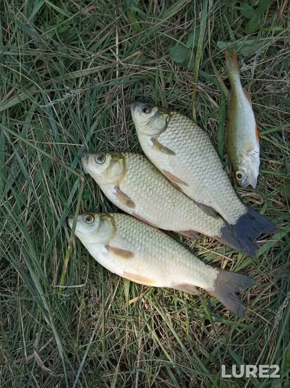 Crucian carp, Perch — Donetska oblast, Aug 09, 2019
