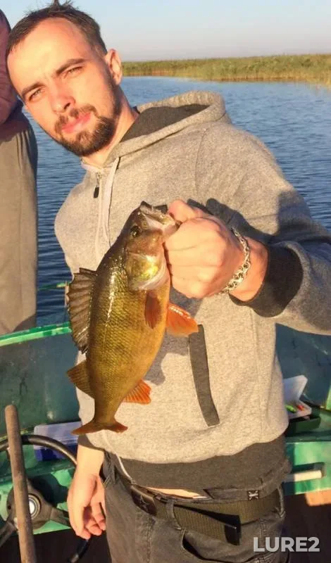 Perch — Gorshok liman, Aug 16, 2019