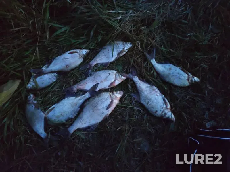 Bream — Volkhov, Aug 18, 2019