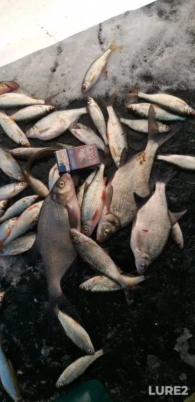 Bream, Roach — Bolshiye Allaki, Nov 29, 2019