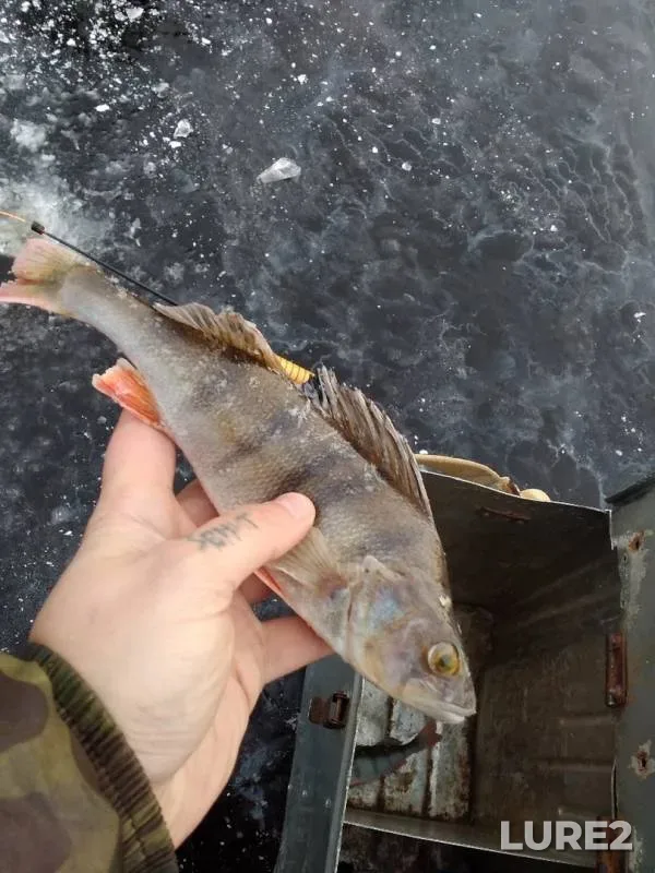 Perch — Uleyma, Nov 24, 2019