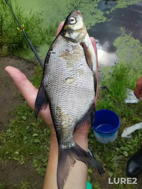 Bream, Carp — Luzhesnyanka, Aug 23, 2019