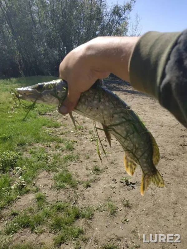 Pike — Degtyarnoye, Aug 29, 2019