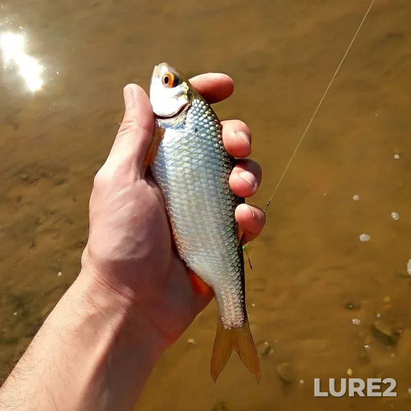 Roach — Ozerninskoye, Sep 01, 2019