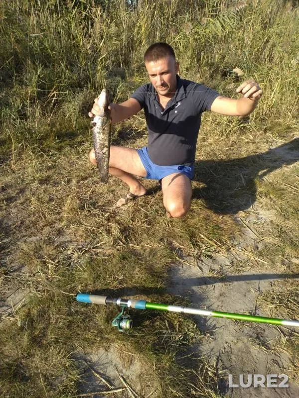 Wels catfish — Rostovskaya oblast, Sep 30, 2019