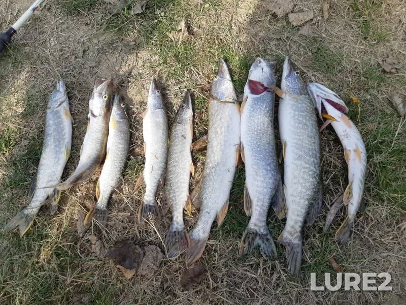 Pike — Fedorovskaya "zamanukha", Oct 27, 2019